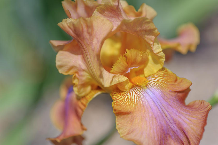 Muzikant.The Beauty of Irises Photograph by Jenny Rainbow