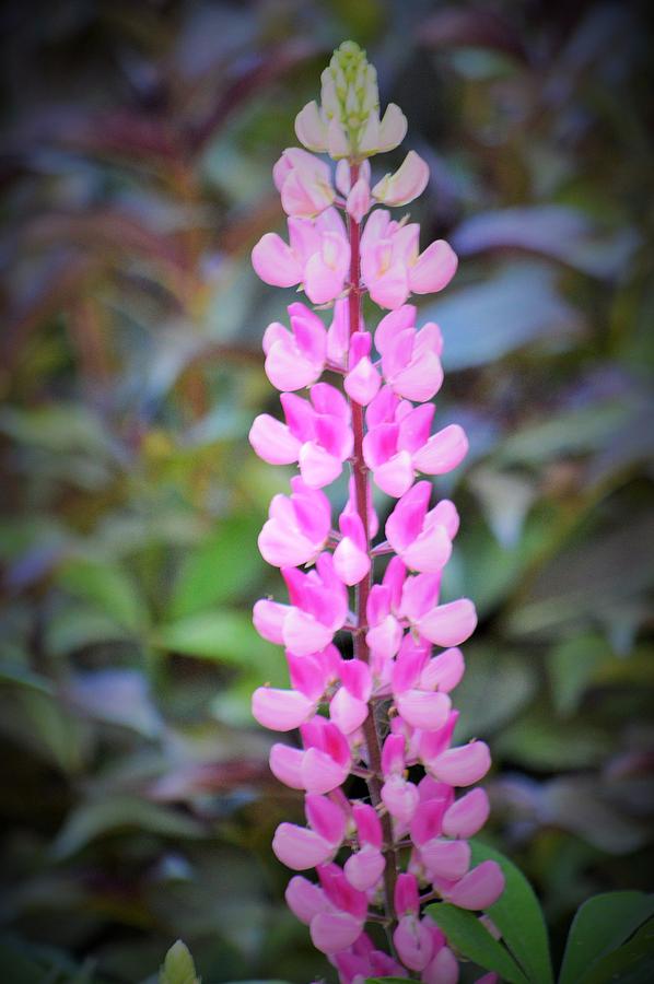 My 1st Pink Lupinne Photograph by Lena Hatch