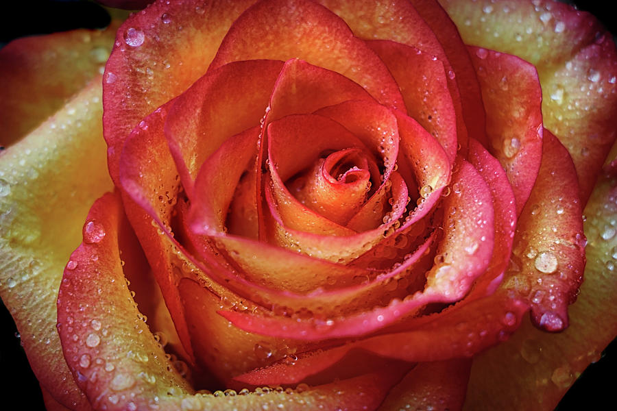 My Anniversary Roses Photograph by Elaine Malott