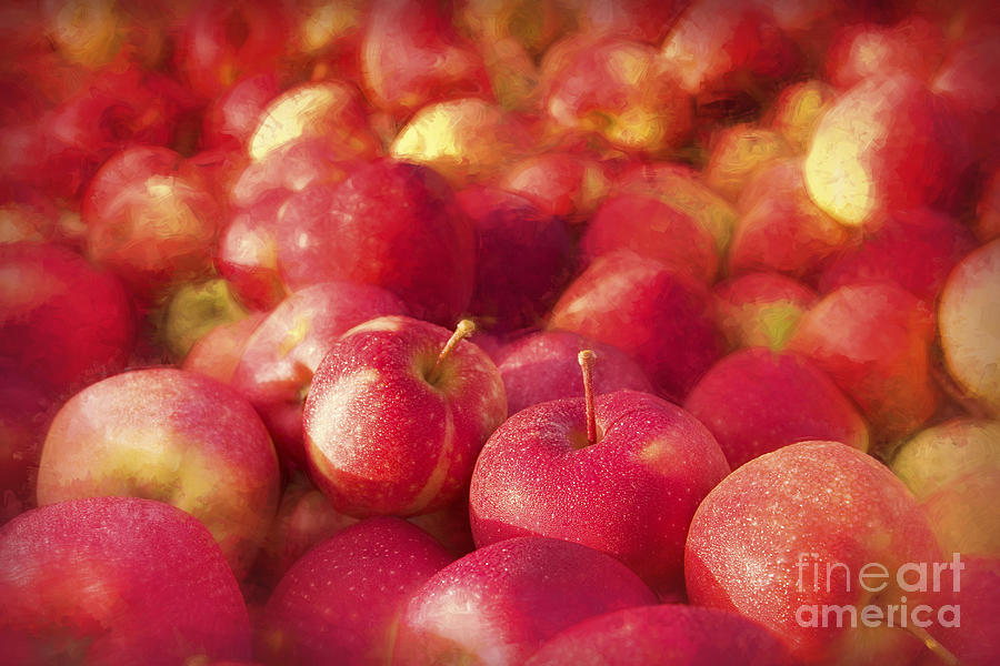 My Apple Harvest Photograph by George Robinson