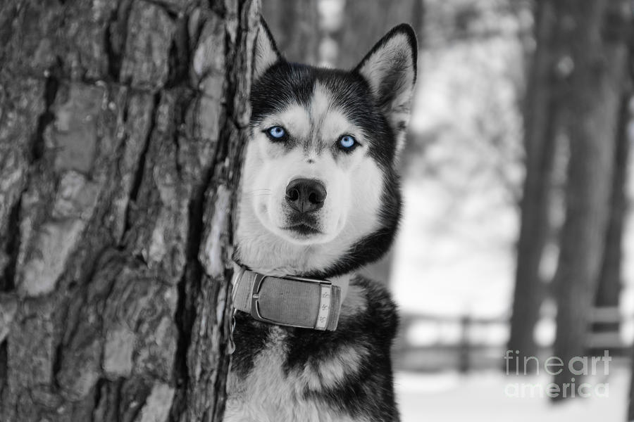 Black And White Photograph - My Baby Blue Eyes by Jennifer White