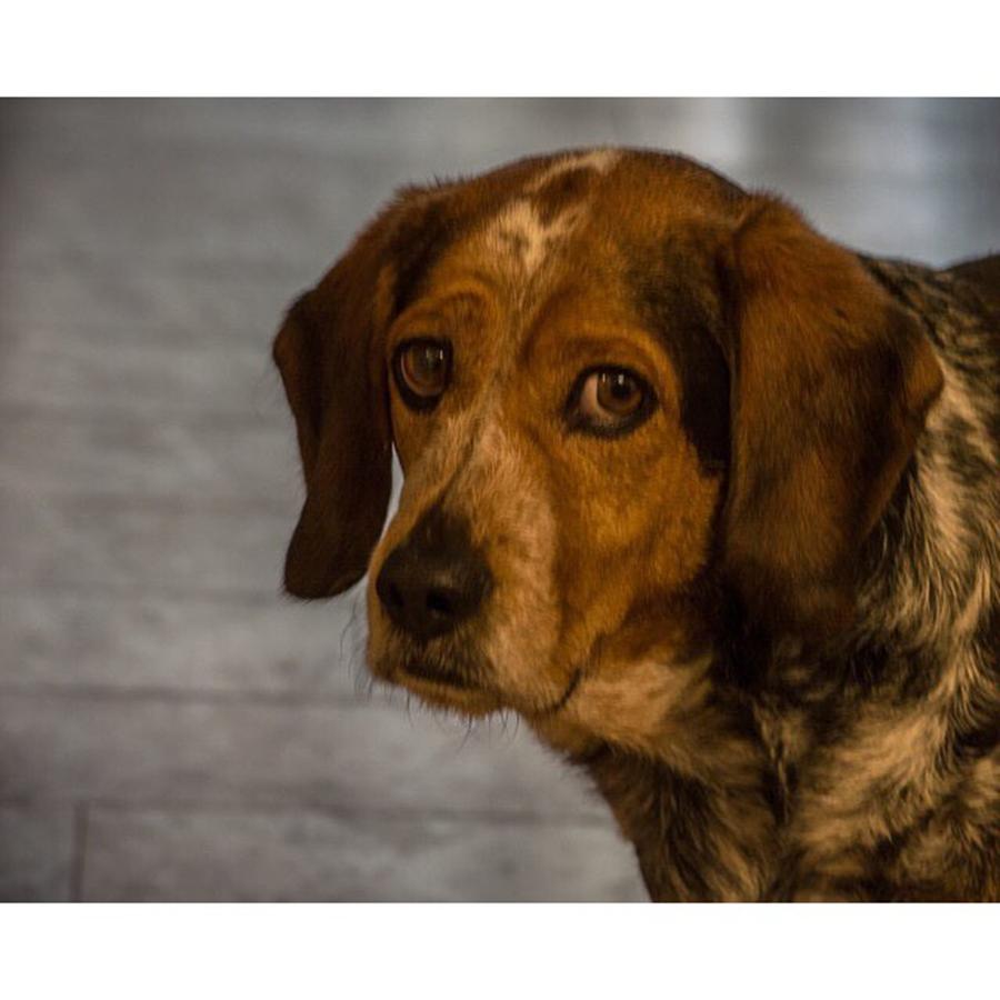 Dog Photograph - Beagle by Jamie Cook