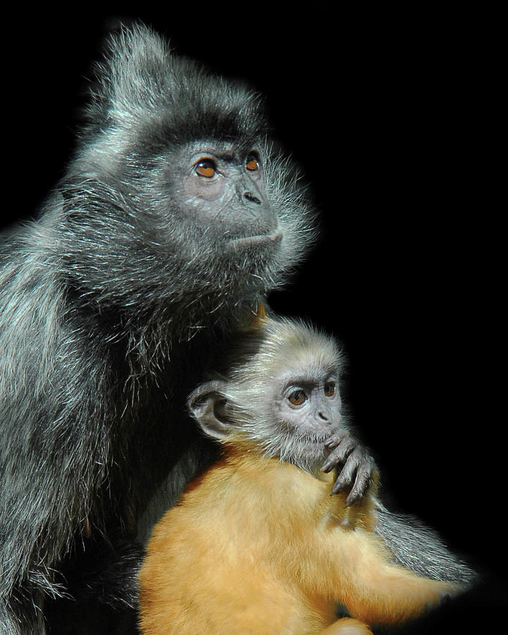 My Baby by Howard Bagley My Baby by Howard Bagley