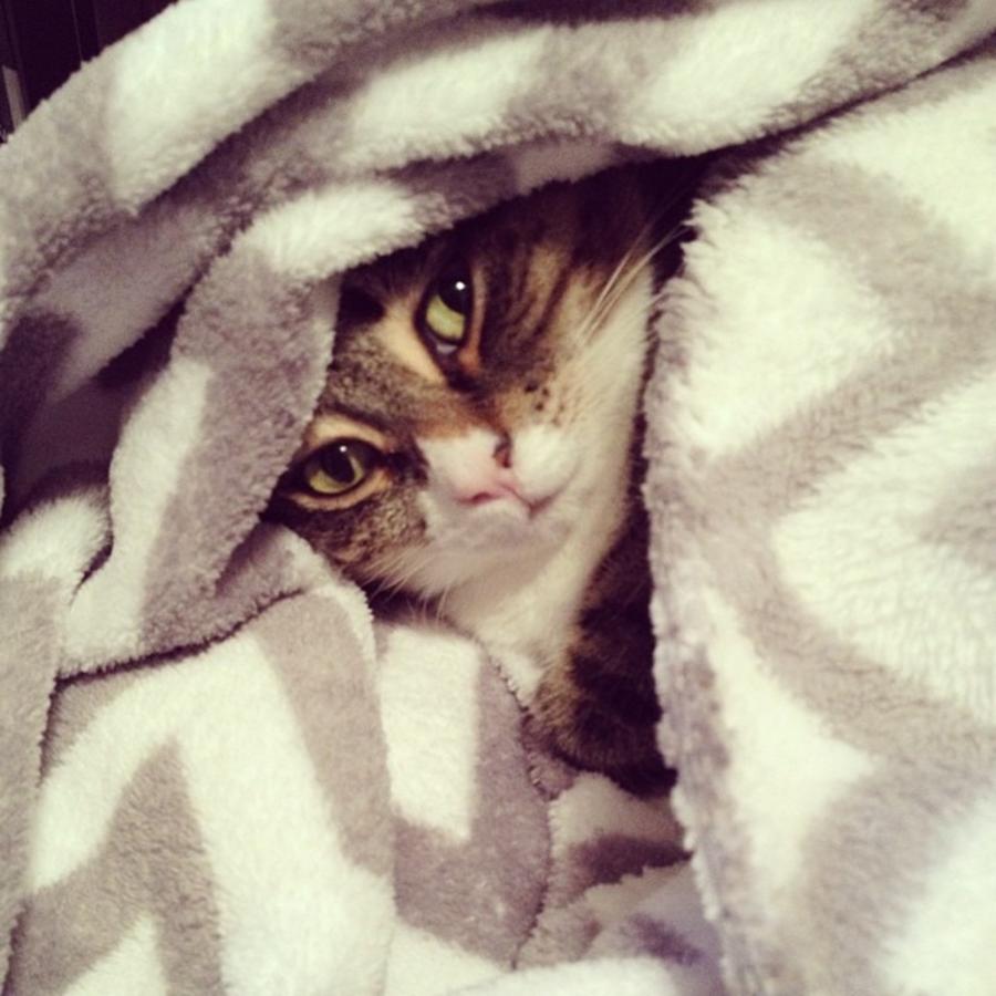 Winter Photograph - My Baby Snuggled Up! <3  #like #love by Shyann Lyssyj 