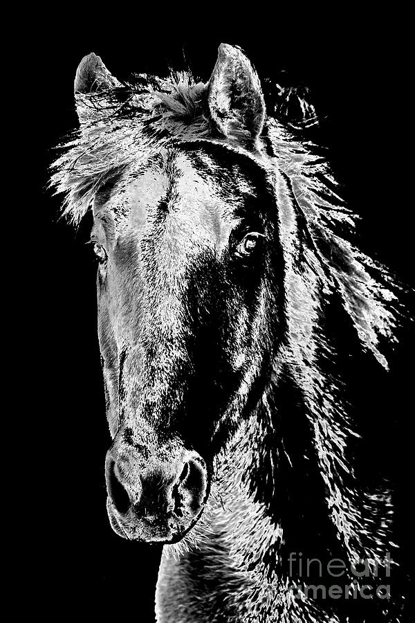 My Beloved Horse Dillon Photograph by Joann Long