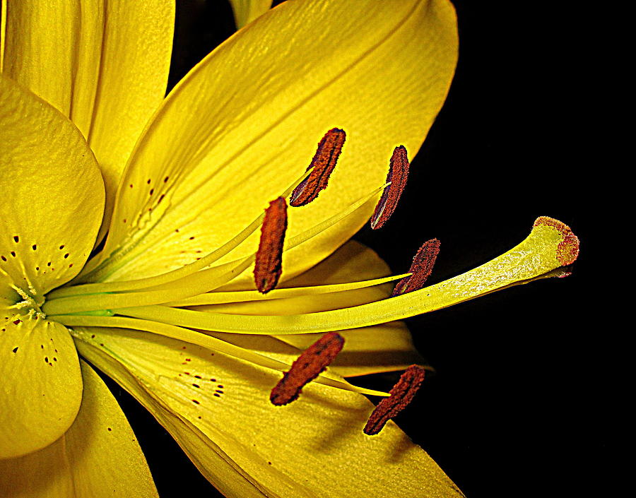 Flower Photograph - My Best Side by Bonita Brandt