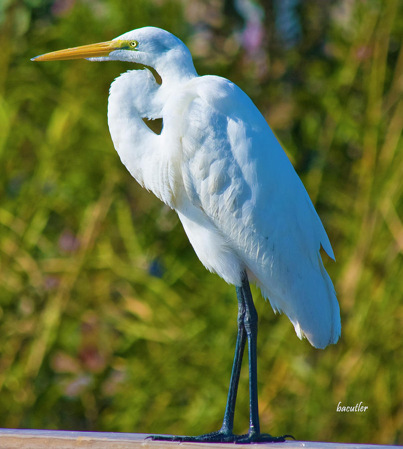 Egret Photograph - My Better Side by Betsy Knapp