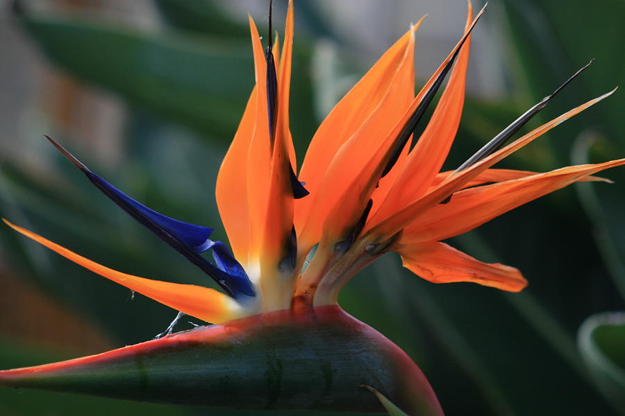 Nature Photograph - My Bird Of Paradise by Valia Bradshaw