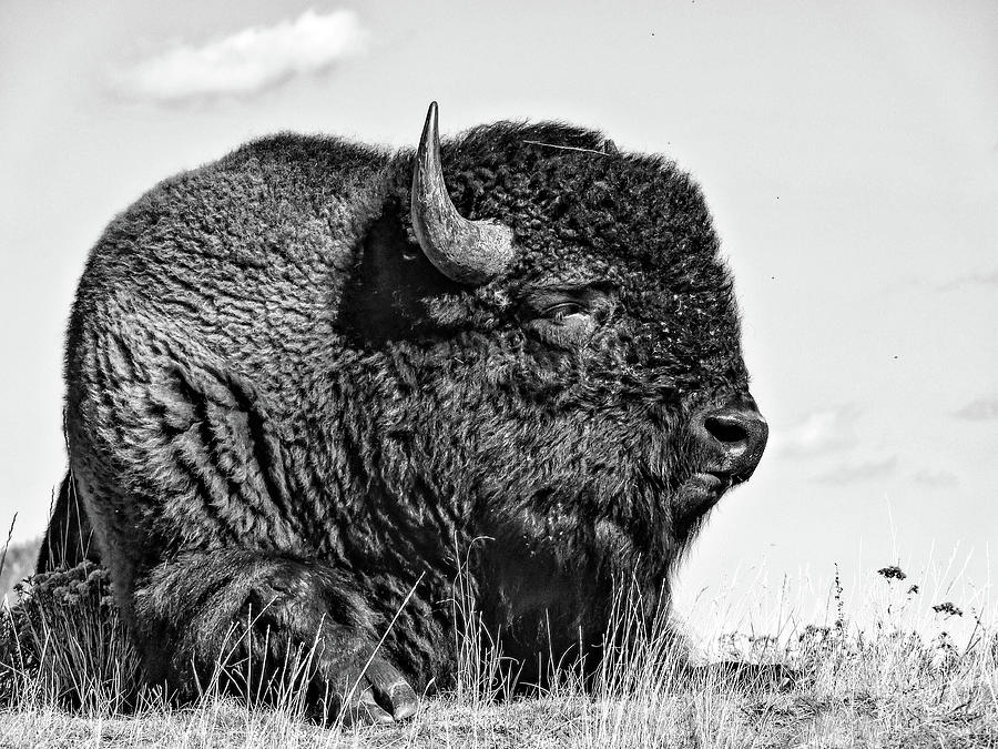 My Bison Monster 2 Black and White Photograph by Norma Brandsberg