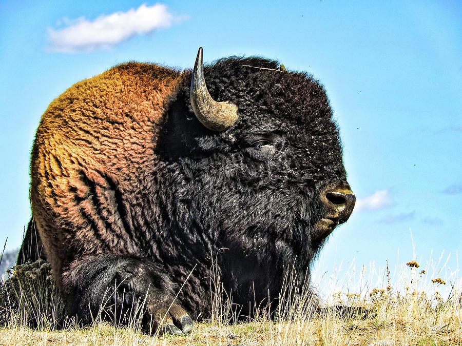 My Bison Monster Photograph by Norma Brandsberg
