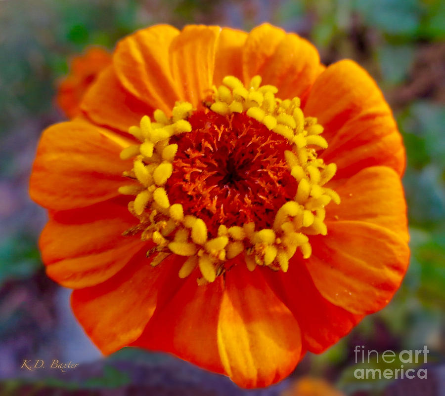 My Bit of Orange Zinnia Heaven Photograph by Kimberlee Baxter