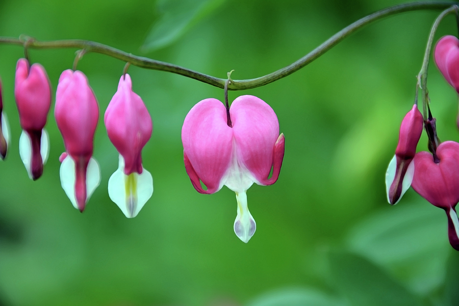 Nature Photograph - My Bleeding Heart by Angelina Tamez