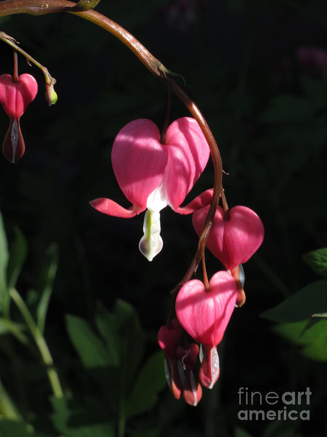 My Bleeding Heart Photograph by B Rossitto - Fine Art America