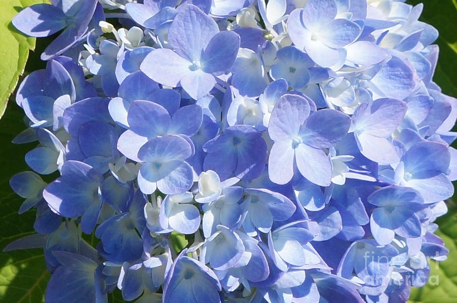 My Blooming Blue Hydrangeas Photograph by Maxine Billings