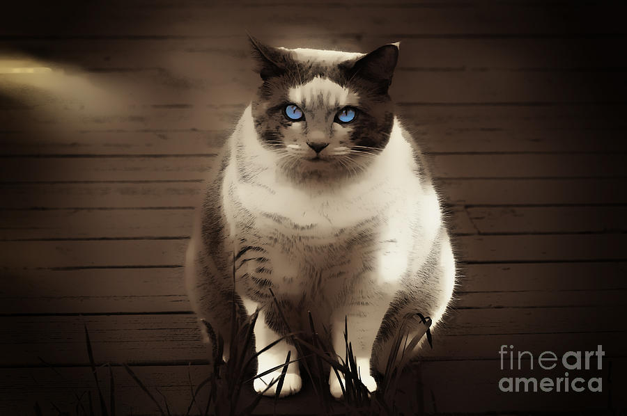 Cat Photograph - My Blue Eyed Girl by Vickie Emms