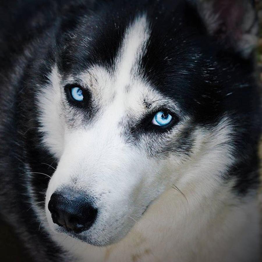 Animal Photograph - My #blue #eyes #siberian #husky Looking by Richard Atkin