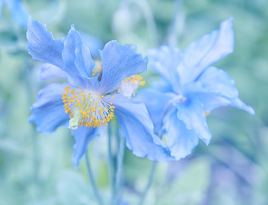 My Blue Heaven Photograph by Theresa Tahara