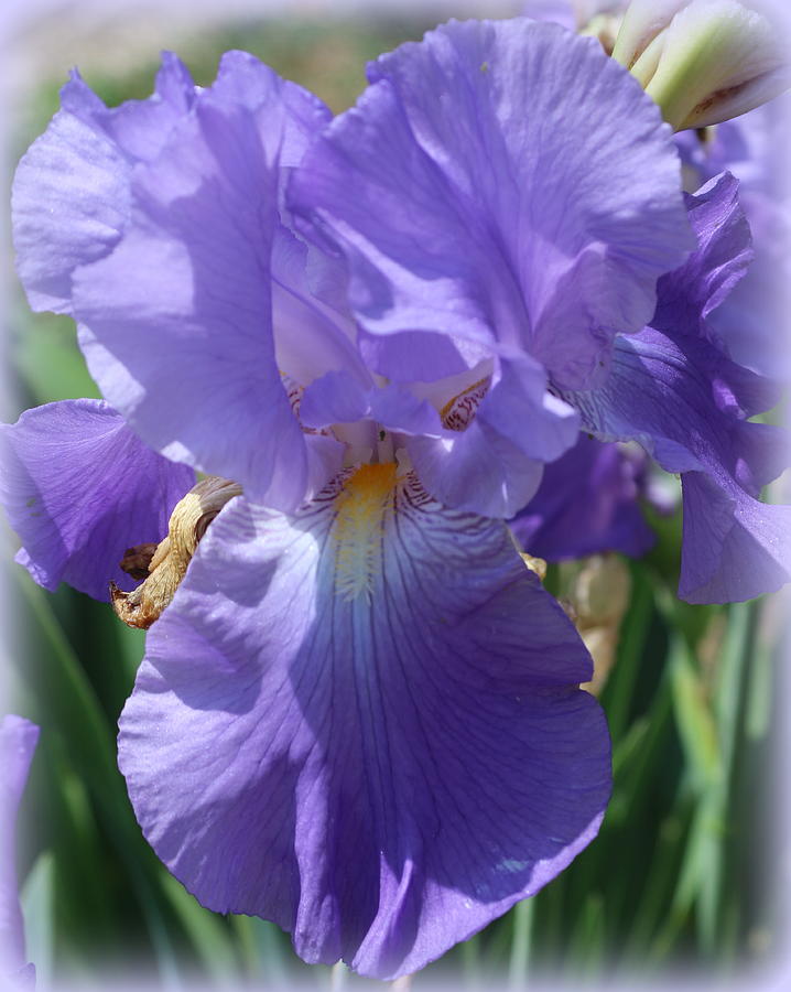 My Blue Iris Photograph by Dora Sofia Caputo