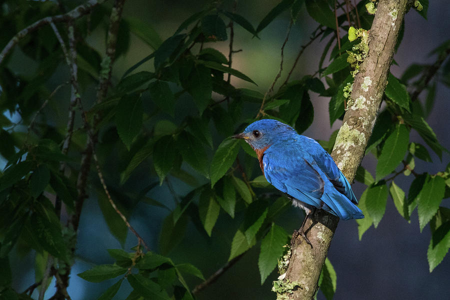 My Bluebird of Happiness Photograph by Linda Unger