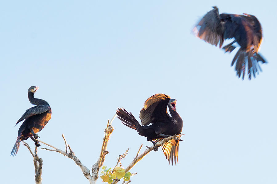 Cormorant Photograph - MY Branch by Emily Bristor Cormorant Photograph - MY Branch by Emily Bristor