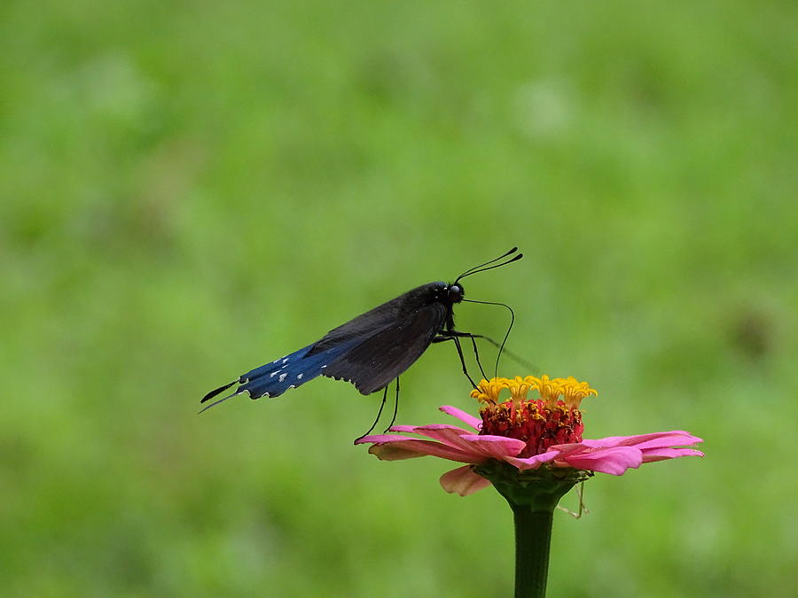 Pipevine Swallowtail  Photograph by Mary Halpin