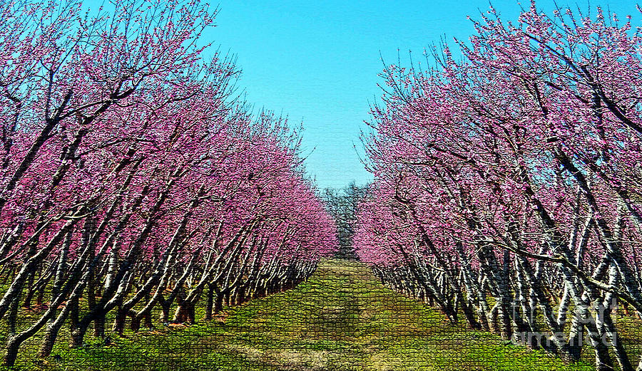 My Carolina Peaches Photograph by Lydia Holly | Fine Art America