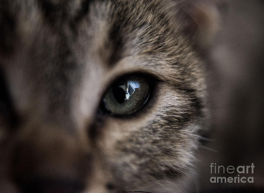 Nature Photograph - My Cat 1  by Bener Kavukcuoglu