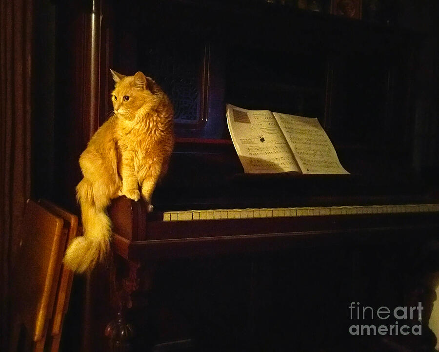 Cat Photograph - My Cat Mozart by Broken Soldier