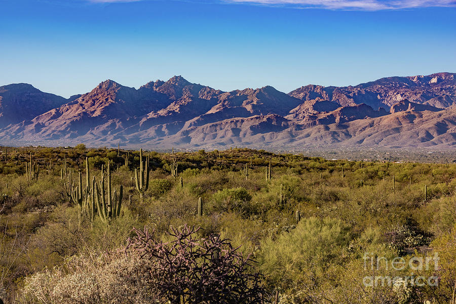 My Catalina Mountains Photograph by David Levin