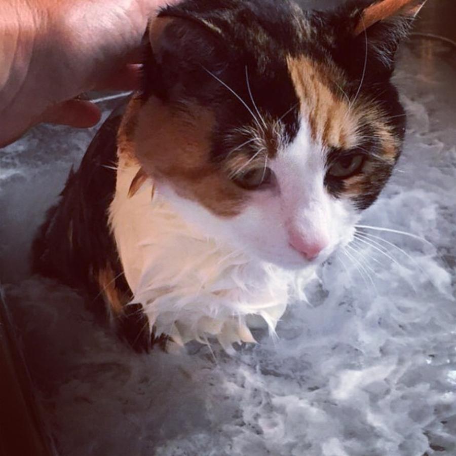 Cat Photograph - My Cats First Bath, I Think Shes by Ashley Miller