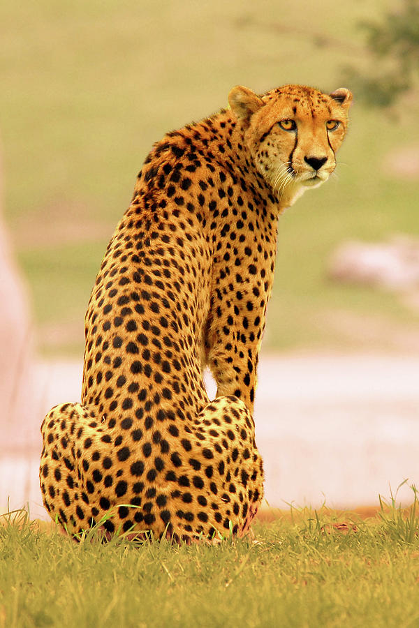My Cheetah by Howard Bagley My Cheetah by Howard Bagley