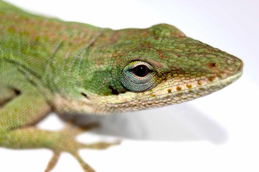 My Closeup Green Lizard Photograph by Morgan Carter
