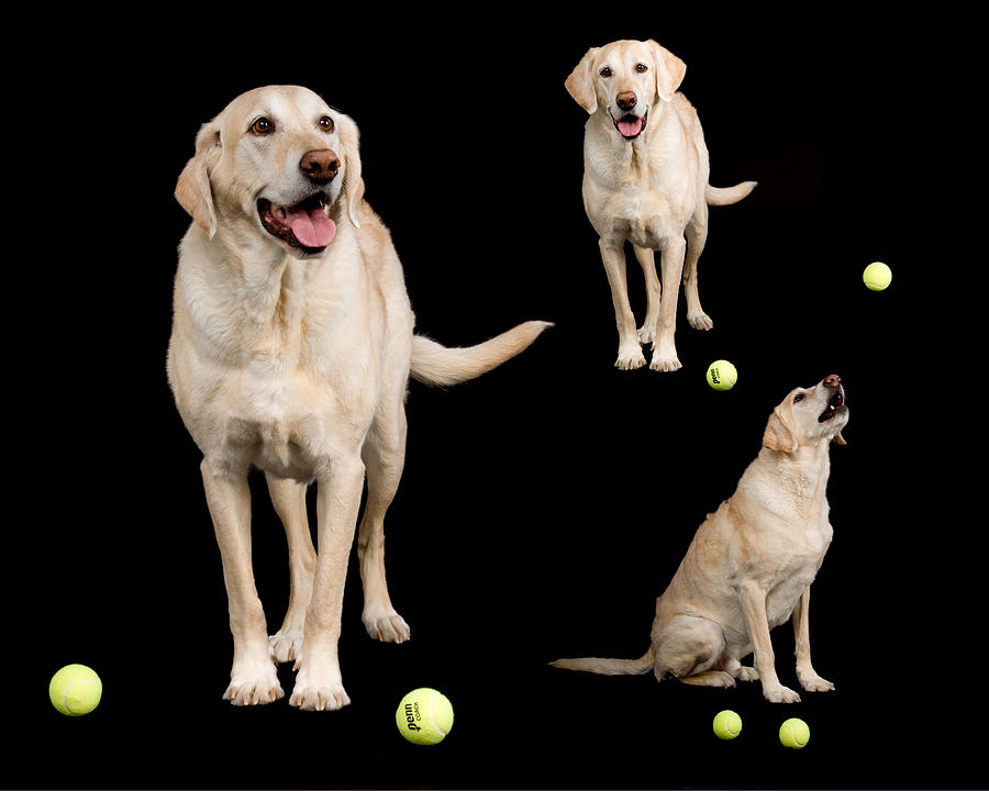 My Collection of Tennis Balls Photograph by Matthew Lit