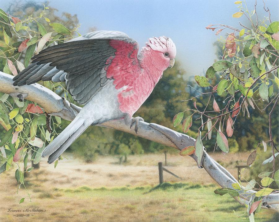 Galah Painting - My Country - Galah by Frances McMahon Watercolour Bird Artist