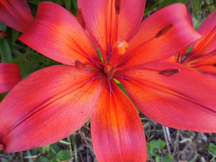 My Daylily by Rebecca Mento My Daylily by Rebecca Mento