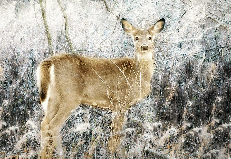 My Deer Friend Photograph by Diana Angstadt