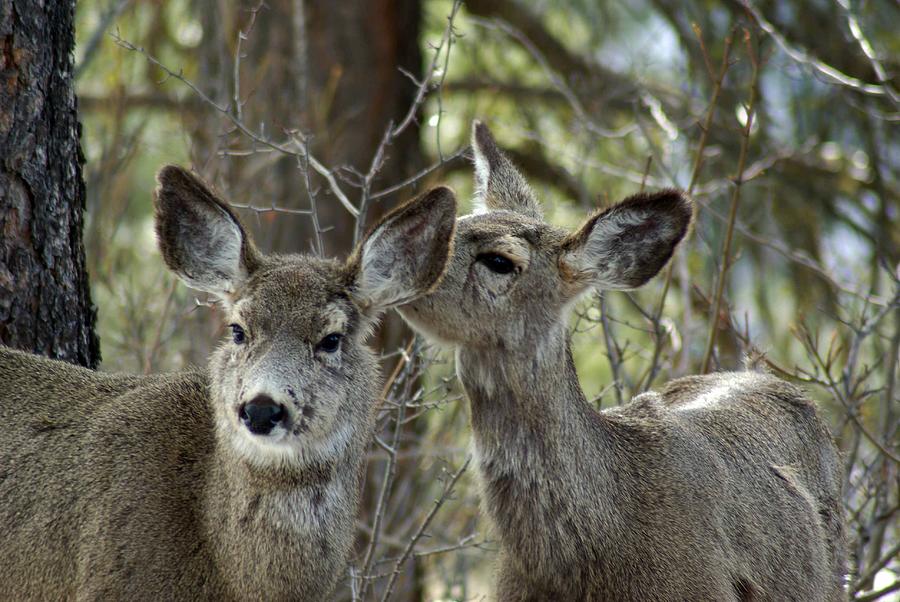 My Deer Friend Photograph by Jenny May - Fine Art America