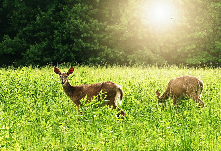 My Deer Friends Photograph by Diana Angstadt