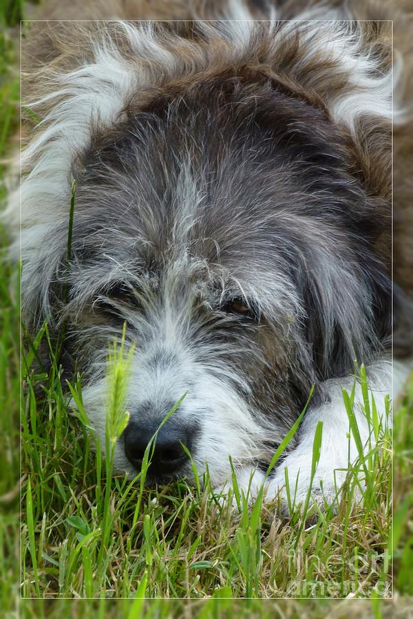 My Dog Photograph by Jean Bernard Roussilhe