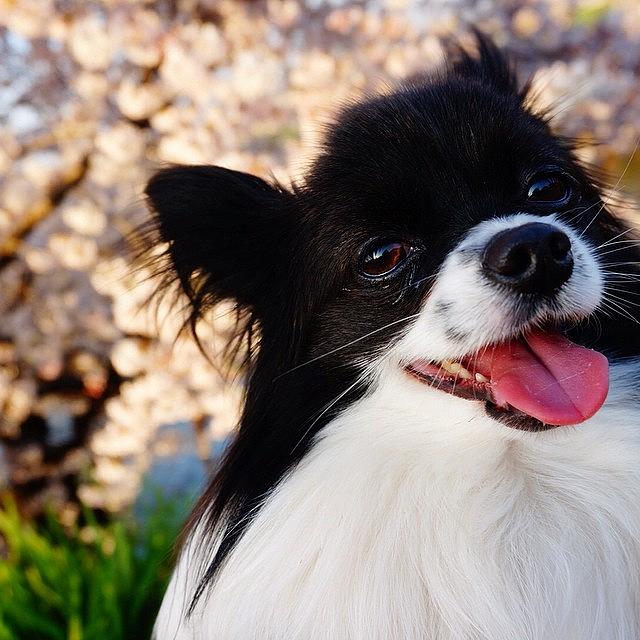 Cherryblossom Photograph - My Dog With Beautiful #cherryblossom
 by KAORI Okimitsu
