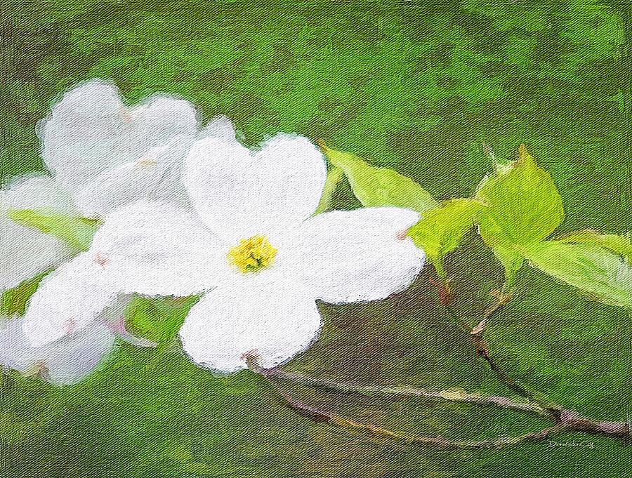 My Dogwood Blooms Photograph by Diane Lindon Coy