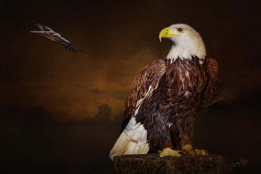 Eagle Digital Art - My Domain by Sandy Oman