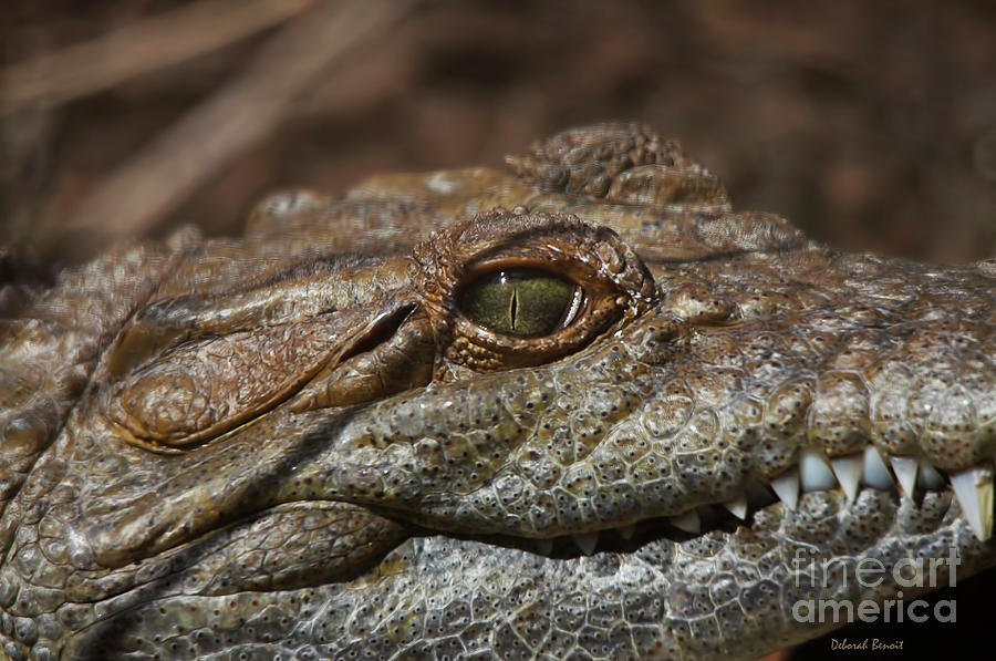 Alligator Photograph - My Eye Is On You by Deborah Benoit