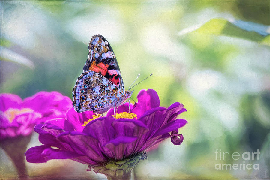 My Fair Painted Lady Photograph by Sharon McConnell