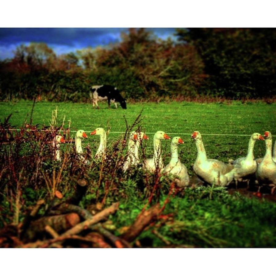 Geese Photograph - My Familys Farm Over In Ireland by Alice Catherine Carter