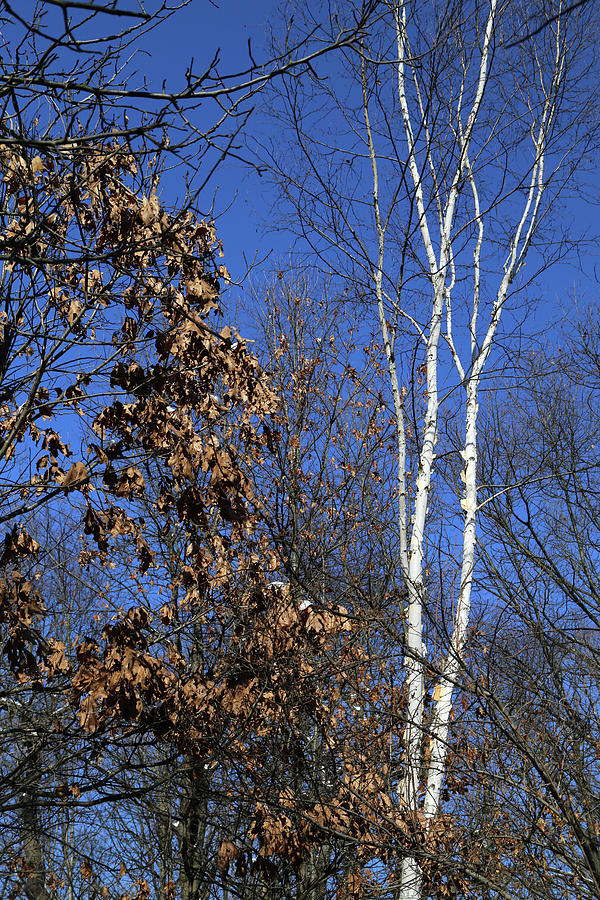 My Favorite Birch Photograph by Mary Bedy