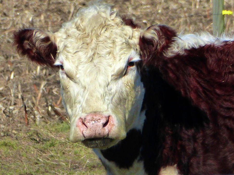 My Favorite Cow Photograph by Tina M Wenger - Pixels