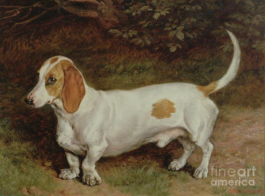 My Favorite Dachshund Painting by Frank Paton