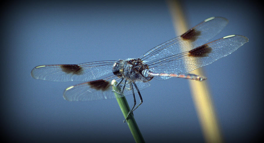 My Favorite Dragonfly Photograph by Kimberly Woyak