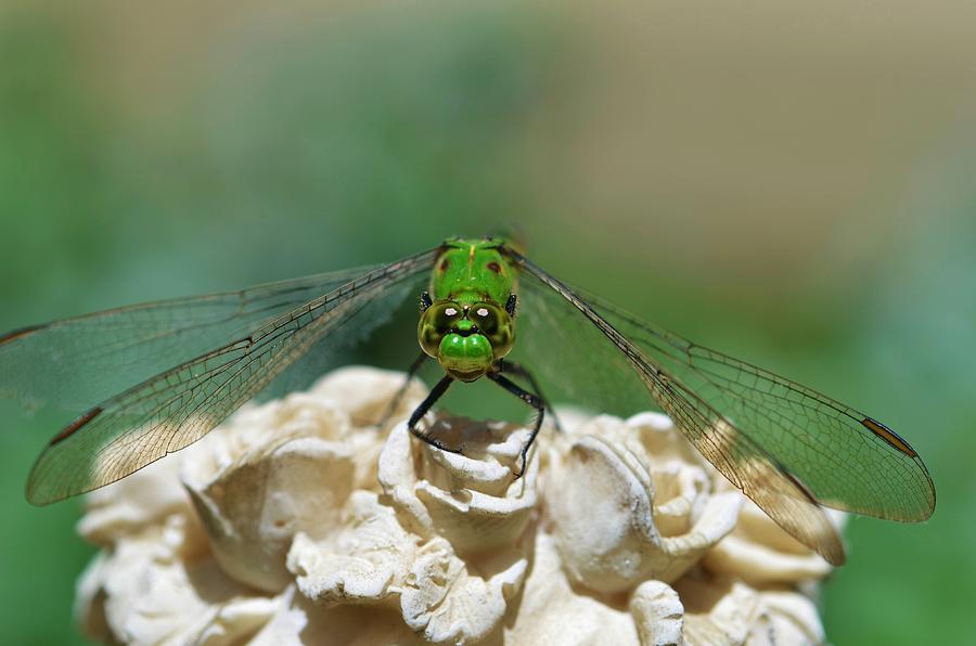 Insects Photograph - My favorite Dragonfly by Linda Howes